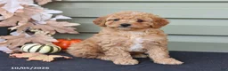 Cavapoo dogs for sale: Marshall - Ad 4