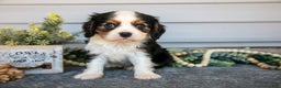 Cavalier King Charles Spaniel dogs for sale: Rocky - Ad 1