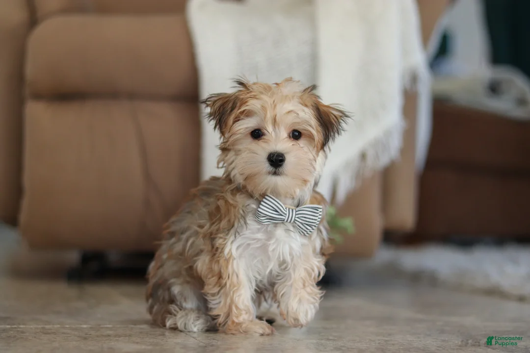 Morkie dogs for sale: Timmy - Ad 2