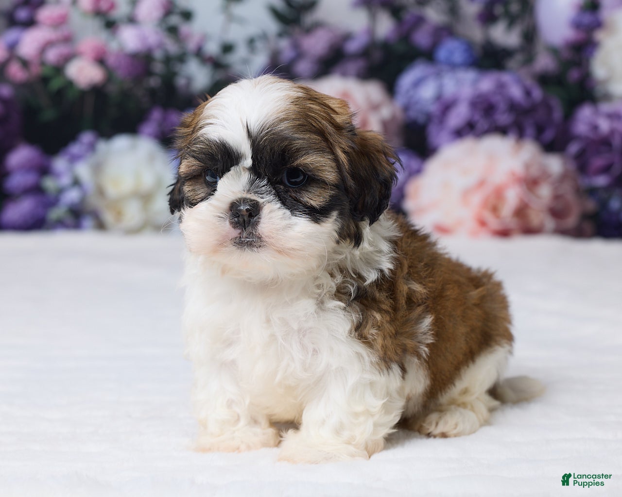 Shih Tzu dogs Rambo - Ad 2