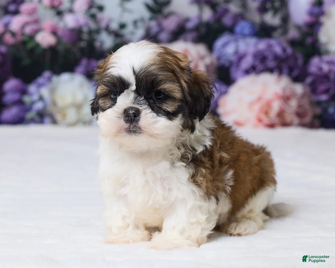 Shih Tzu dogs for sale: Rambo - Ad 2