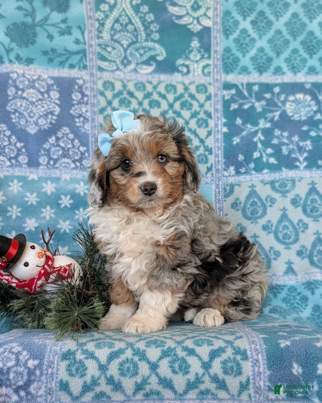 Mixed Breed dogs for sale: Brielle - Ad 2