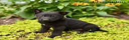 German Shepherd dogs for sale: Champion - Ad 3