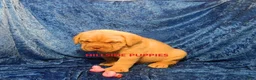 Dogue De Bordeaux dogs for sale: Dogue De Bordeaux 2 - Ad 3