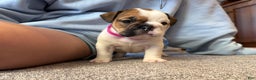 English Bulldog dogs for sale: Harley - Ad 4