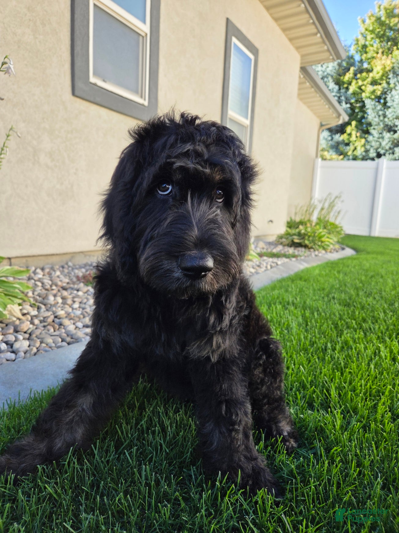 Goldendoodle dogs Jasper - Ad 2