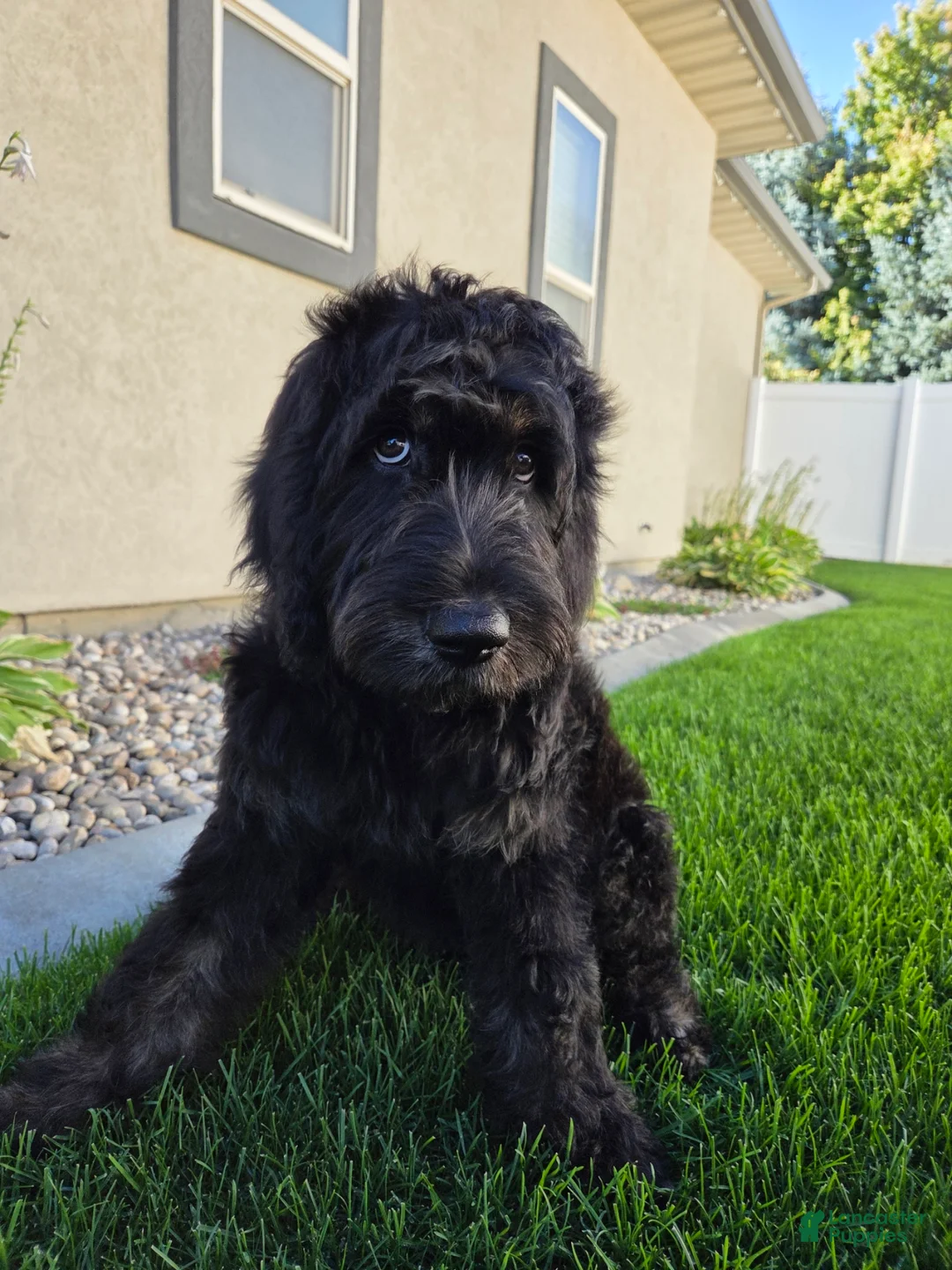 Goldendoodle dogs for sale: Jasper - Ad 2