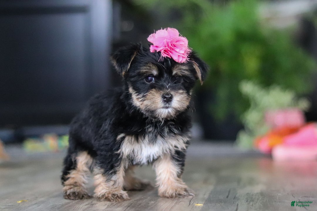 Morkie dogs for sale: Avery - Ad 4