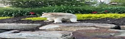 Pitsky dogs for sale: Bentley - Ad 3