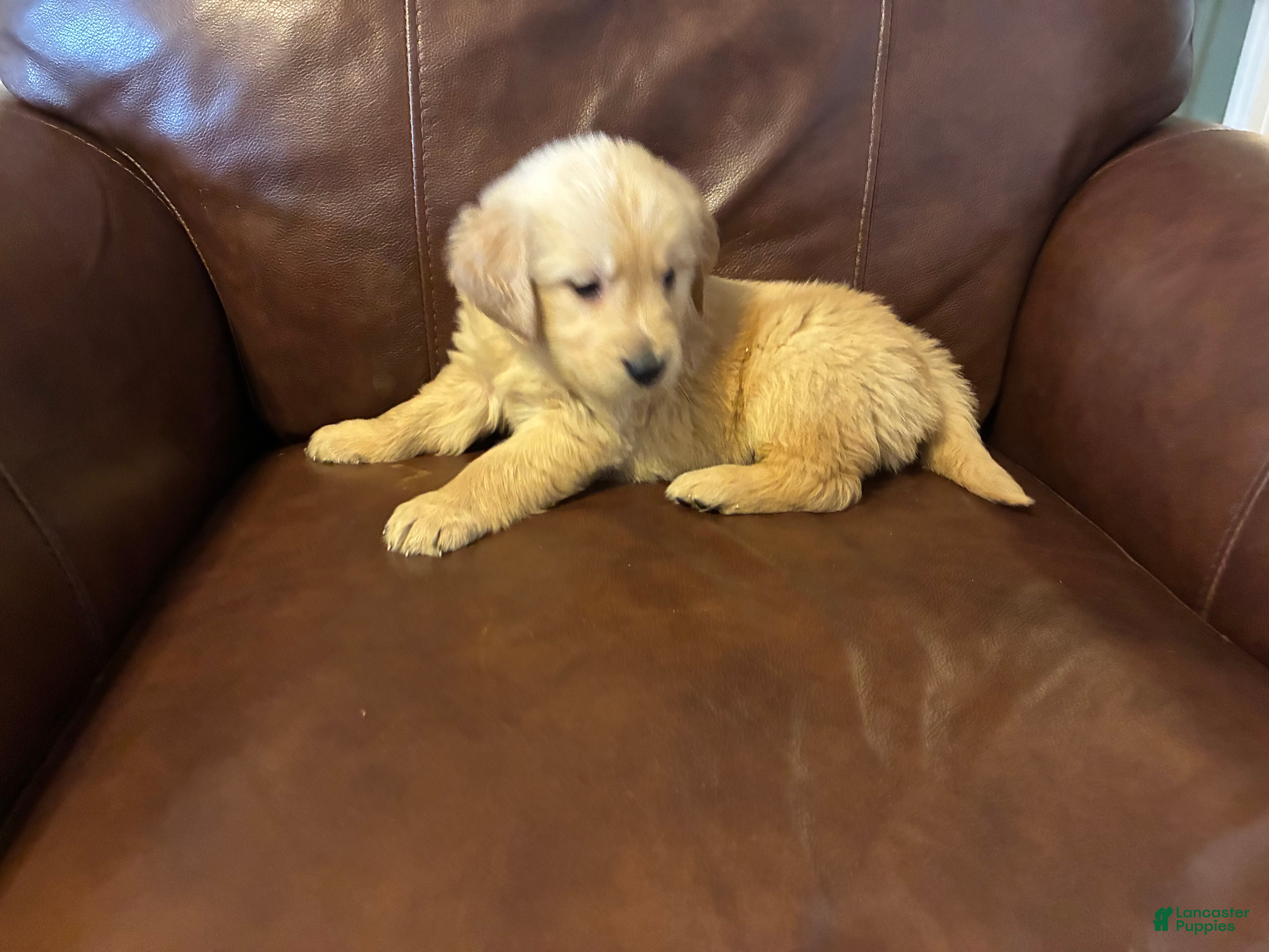 Golden Retriever dogs Arrow - Ad 2