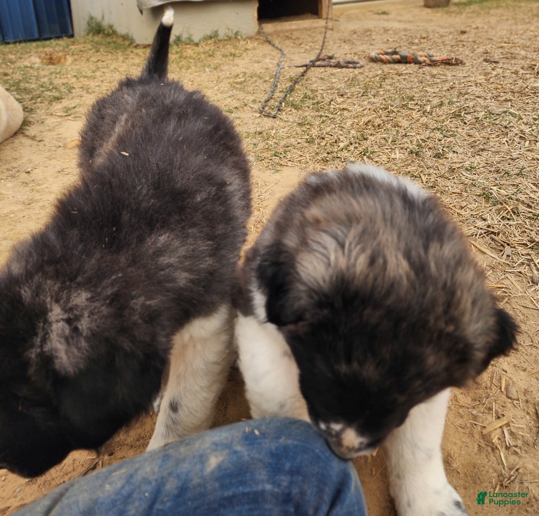 Anatolian Shepherd dogs for sale: Zena 2025 F1 ASD puppy - Ad 19