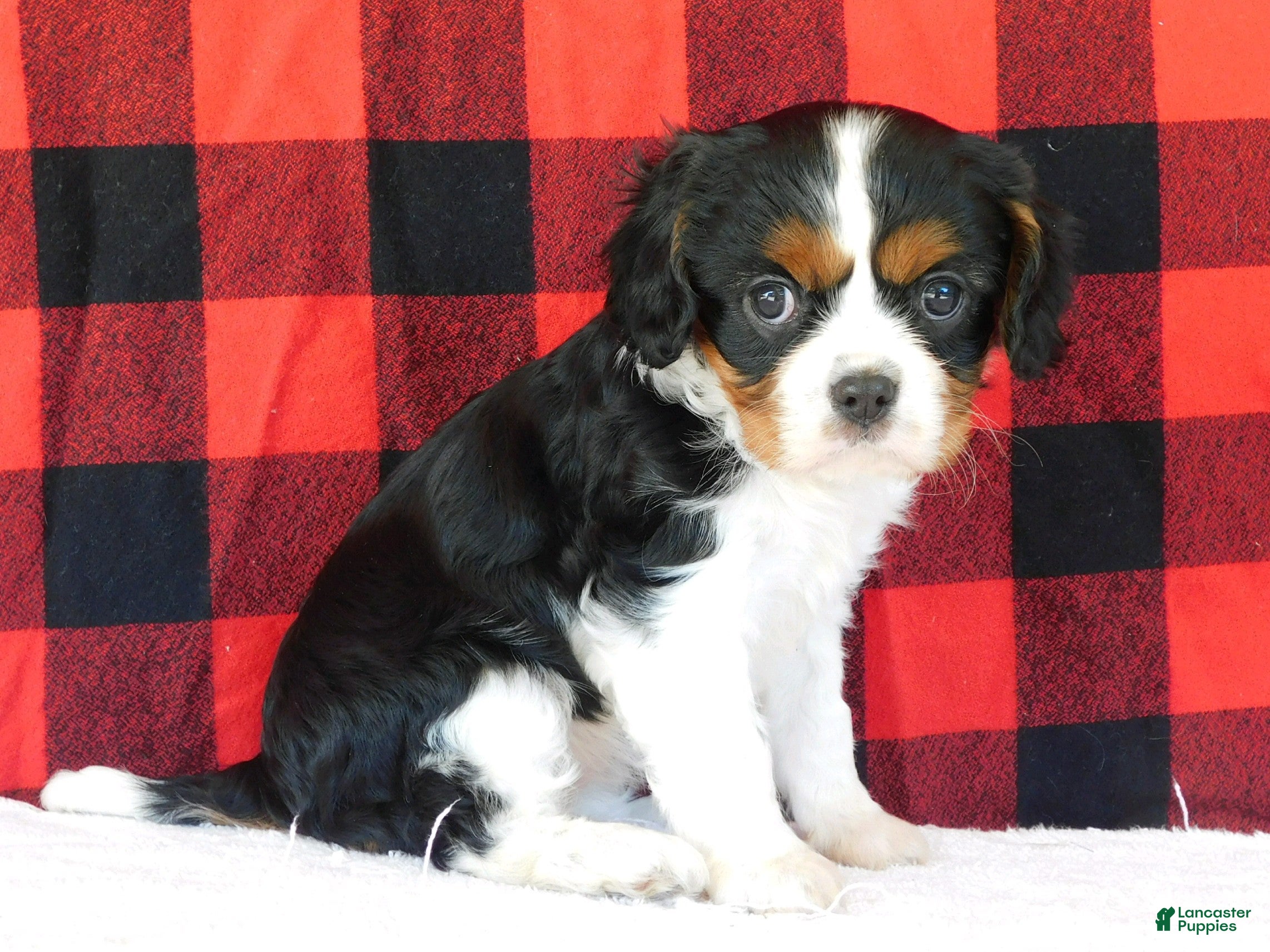 Great Cavalier King Charles Spaniel Puppies for sale Lancaster