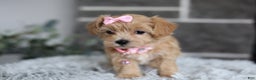 Maltipoo dogs for sale: Joy  - Ad 9
