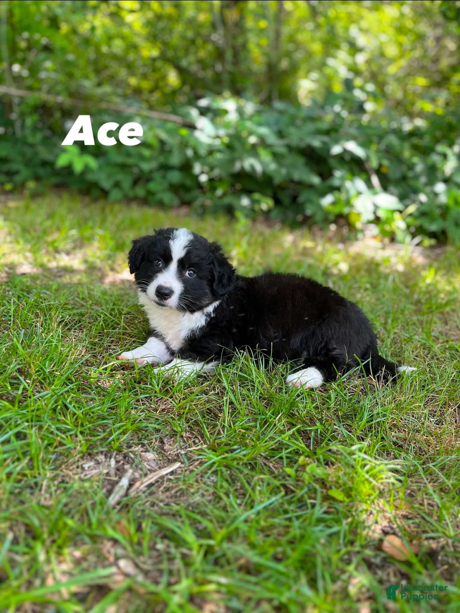 Welsh Corgi Cardigan dogs Ace FLUFFY - Ad 2