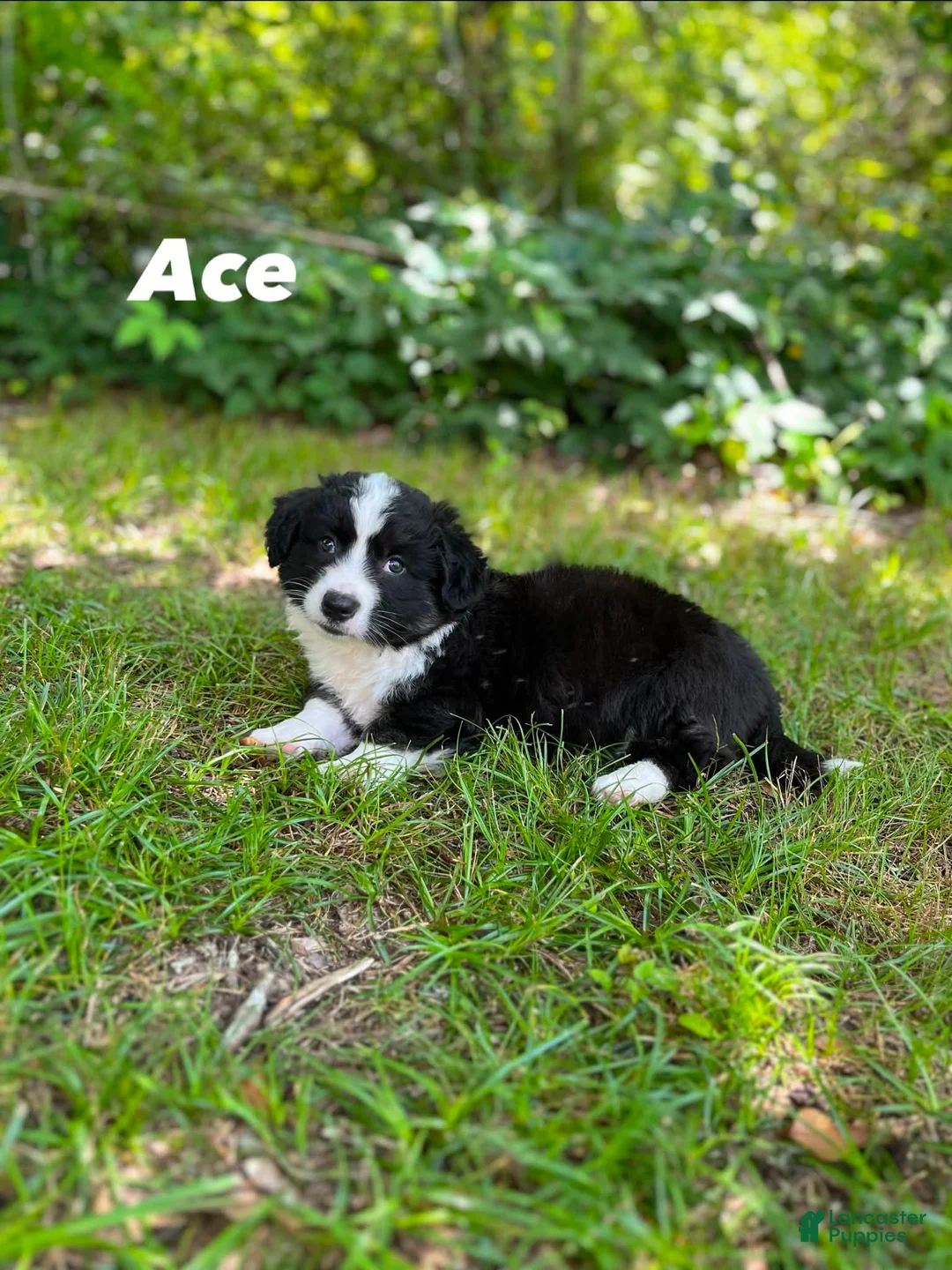 Welsh Corgi Cardigan dogs for sale: Ace FLUFFY - Ad 2
