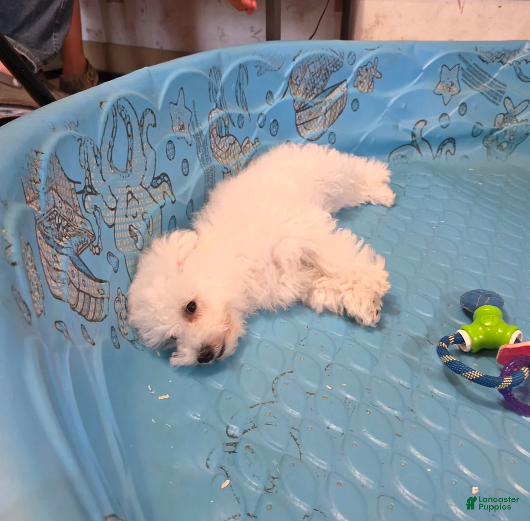 Bichon Frise dogs for sale: Belle - Ad 5