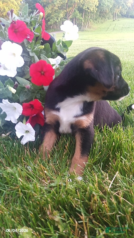 Mixed Breed dogs for sale: Sasha - Ad 3