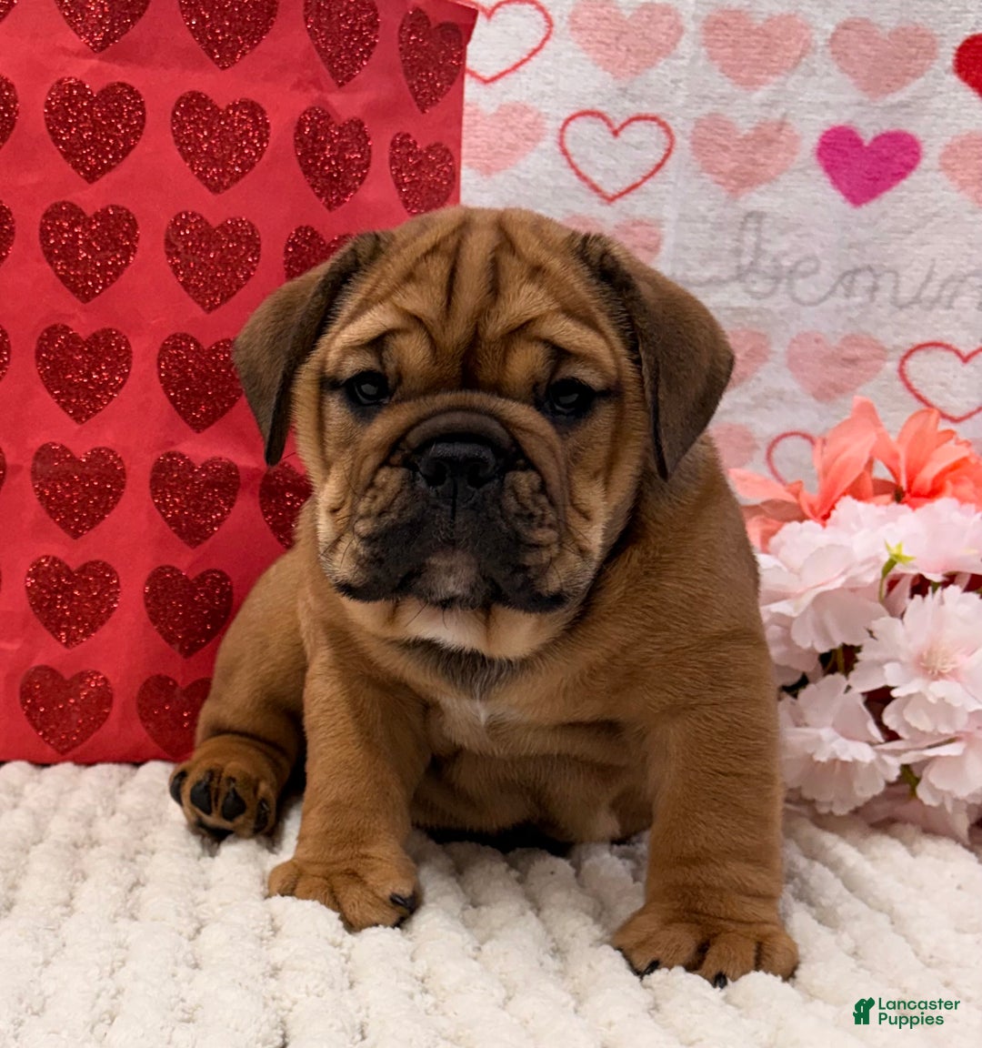 English Bulldog dogs for sale: Tara - Ad 5
