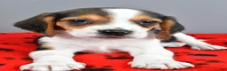 Beagle dogs for sale: Daryl - Ad 4