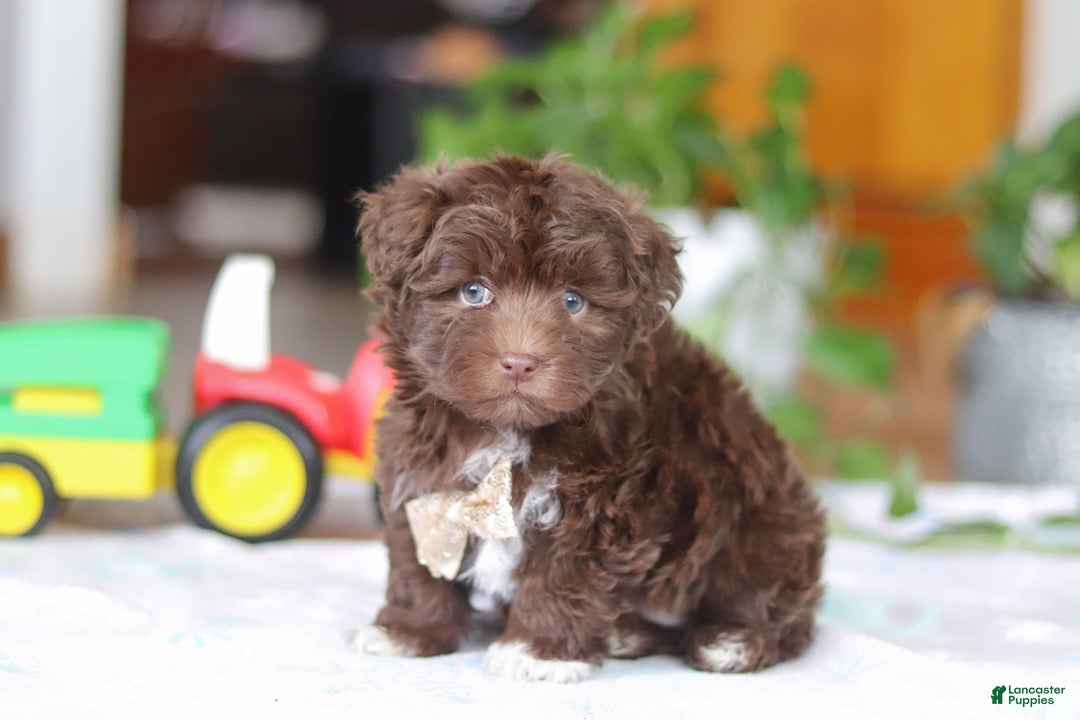 Havanese dogs for sale: Tyler - Ad 2