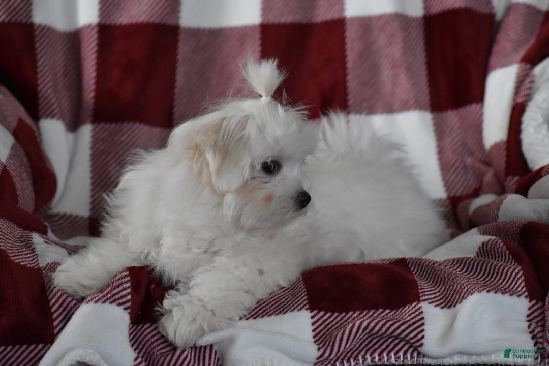 Maltese dogs for sale: Finley - Ad 7