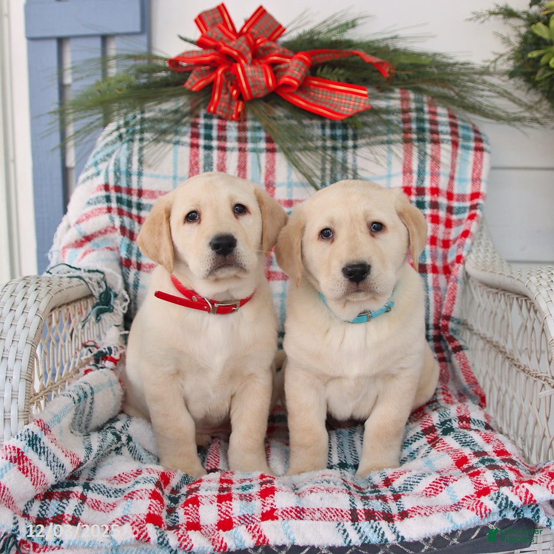 Labrador Retriever dogs for sale: Silas - Ad 2