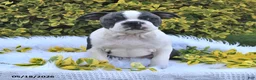 Boston Terrier dogs for sale: Winston - Ad 5