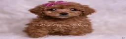 Maltipoo dogs for sale: Kate - Ad 1
