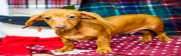 Miniature Dachshund dogs for sale: Ronnie - Ad 4
