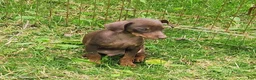 Miniature Pinscher dogs for sale: Rocko - Ad 4