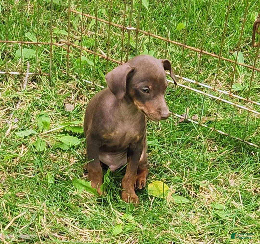 Miniature Pinscher dogs for sale: Rocko - Ad 4