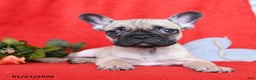French Bulldog dogs for sale: Lyon - Ad 3