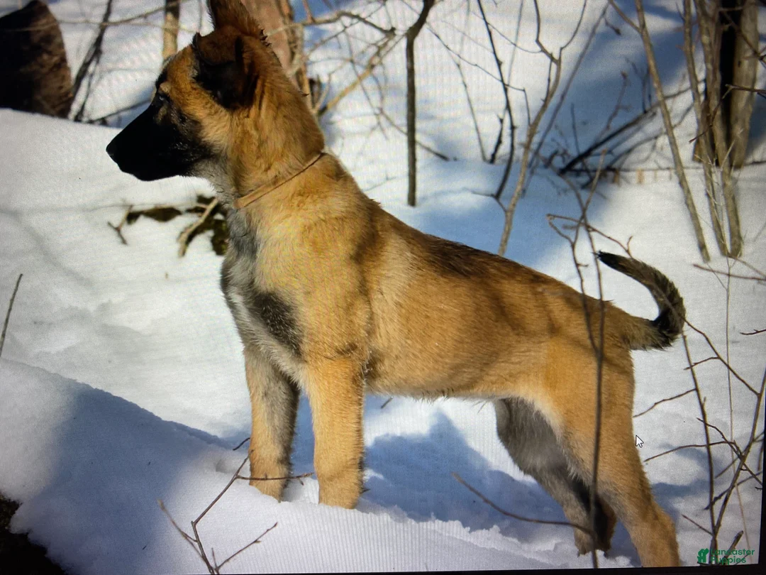 Mixed Breed dogs for sale: Mixed Breed Puppy 2 - Ad 11