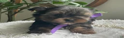 Yorkshire Terrier dogs for sale: Tucker - Ad 5