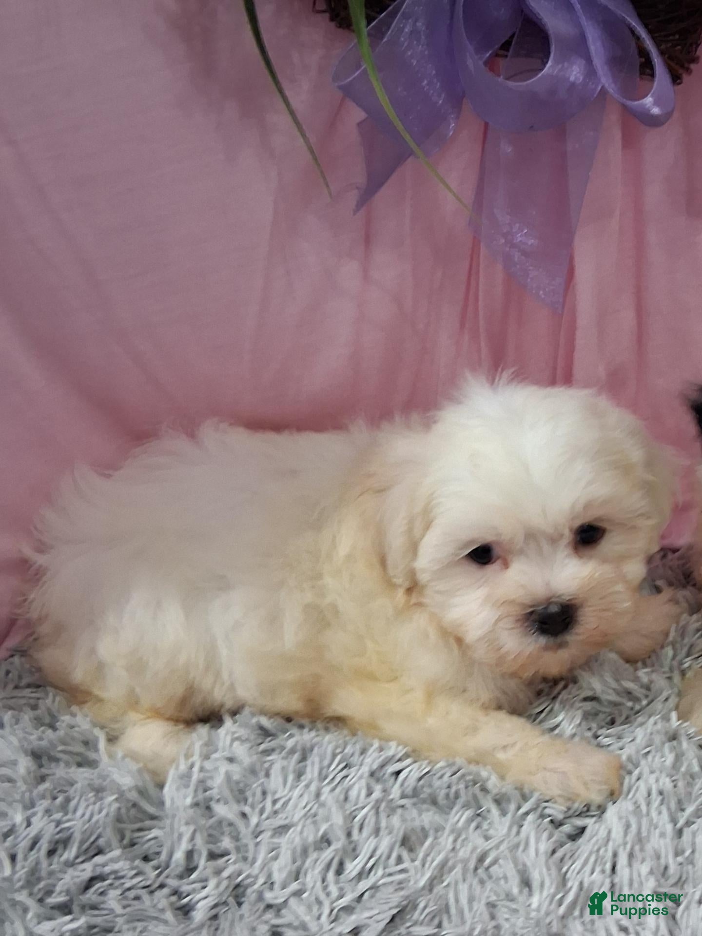 Teddy Bear dogs Teddy Bear 3 - Ad 1