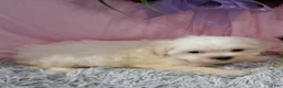 Teddy Bear dogs for sale: Teddy Bear 3 - Ad 1