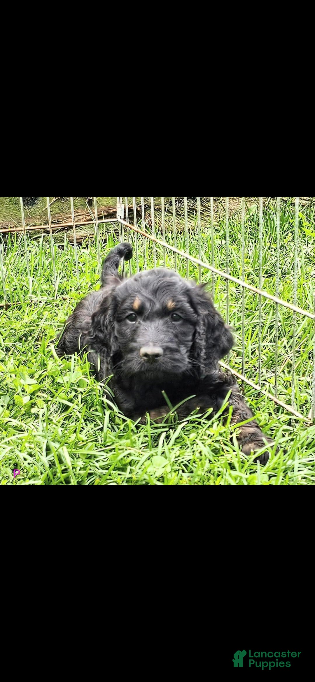 Mixed Breed dogs Panna - Ad 22