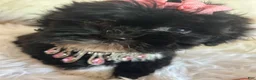Shihpoo dogs for sale: Shihpoo 1 - Ad 3
