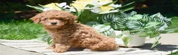 Miniature Poodle dogs for sale: Peter - Ad 2