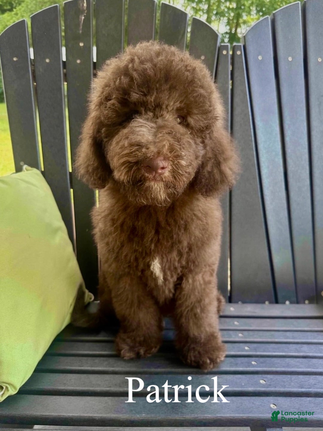 Mixed Breed dogs Patrick  - Ad 1