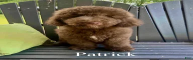Patrick 