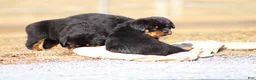 Rottweiler dogs for sale: Sugar - Ad 3