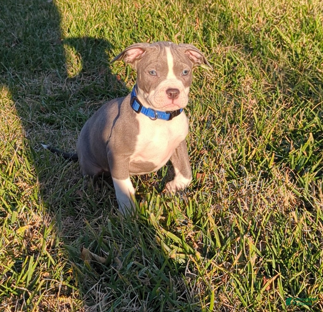 American Bully dogs for sale: Classic  - Ad 1