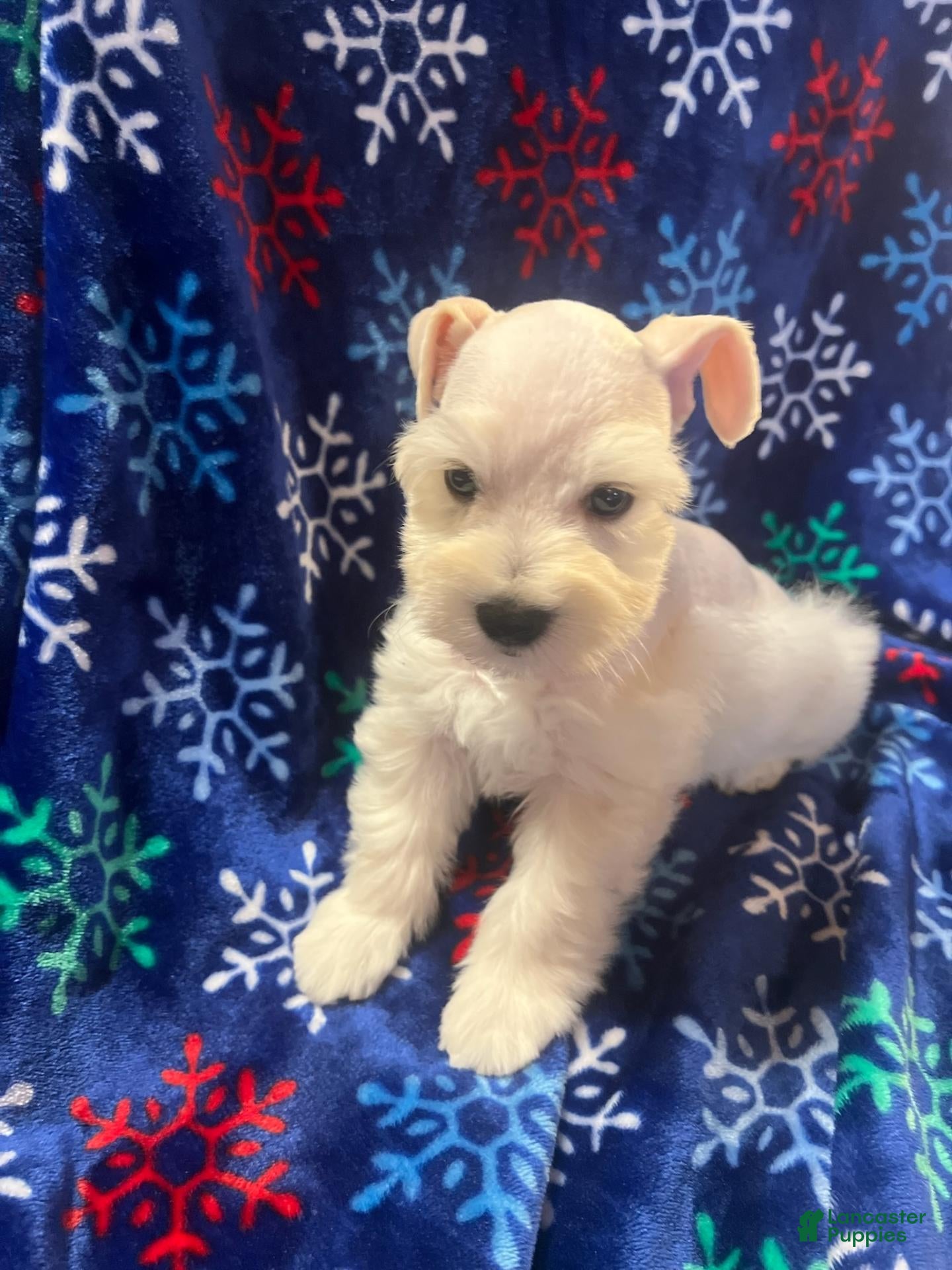 Miniature Schnauzer dogs for sale: Isaac (White) - Ad 1