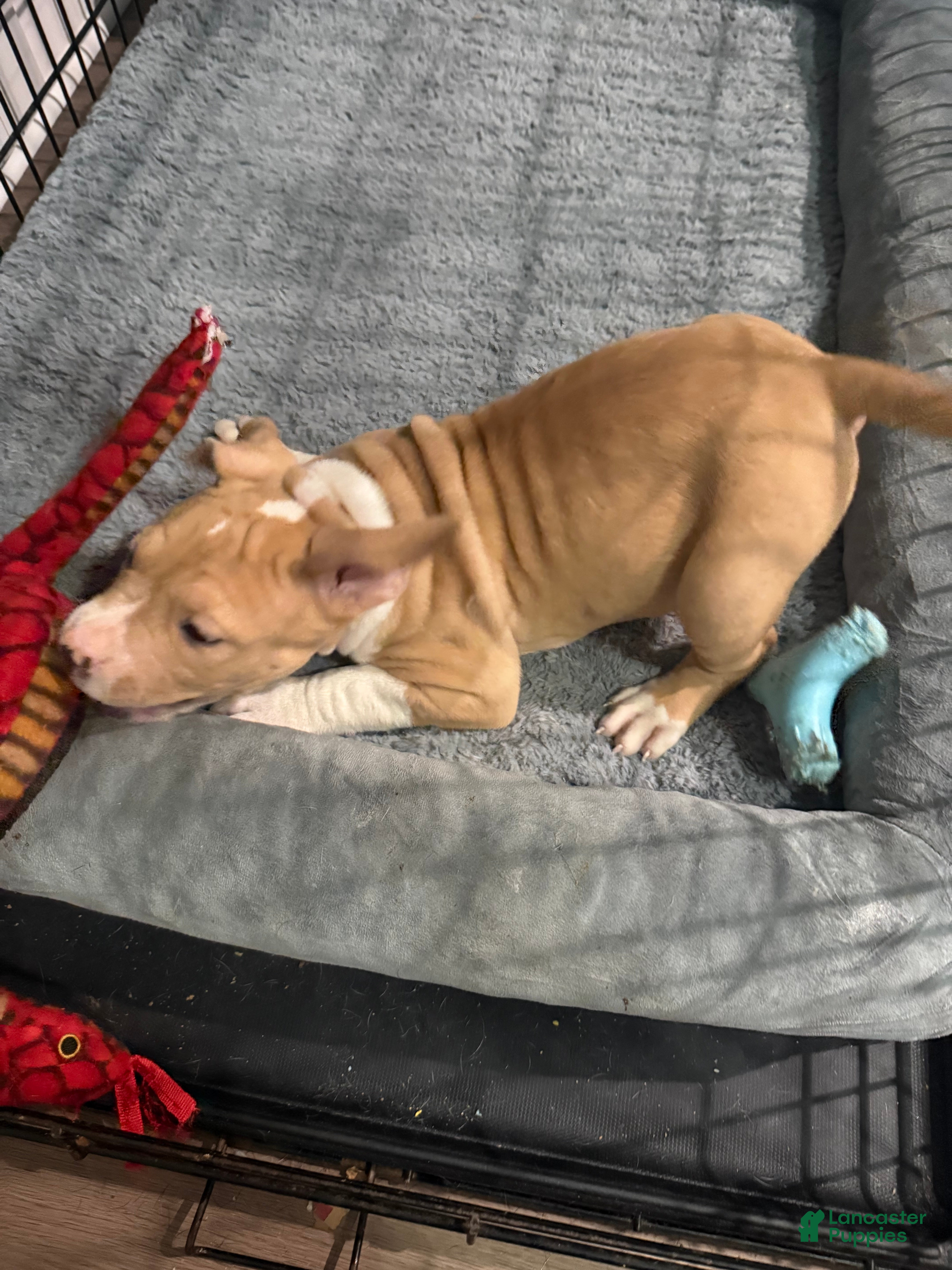 American Bully dogs American Bully 9 - Ad 2
