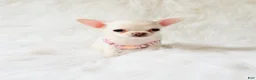Chihuahua dogs for sale: Liam - Ad 8