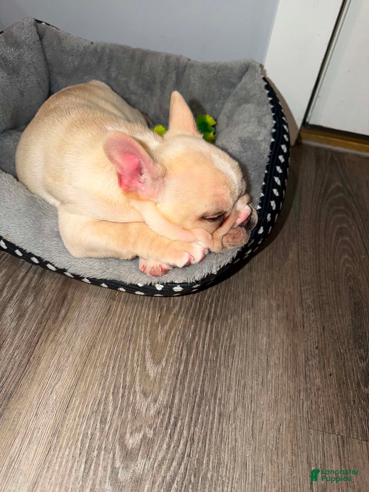 French Bulldog dogs French Bulldog 1 - Ad 16