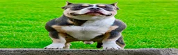 American Bully dogs for stud: Chop and Nelly - Ad 3