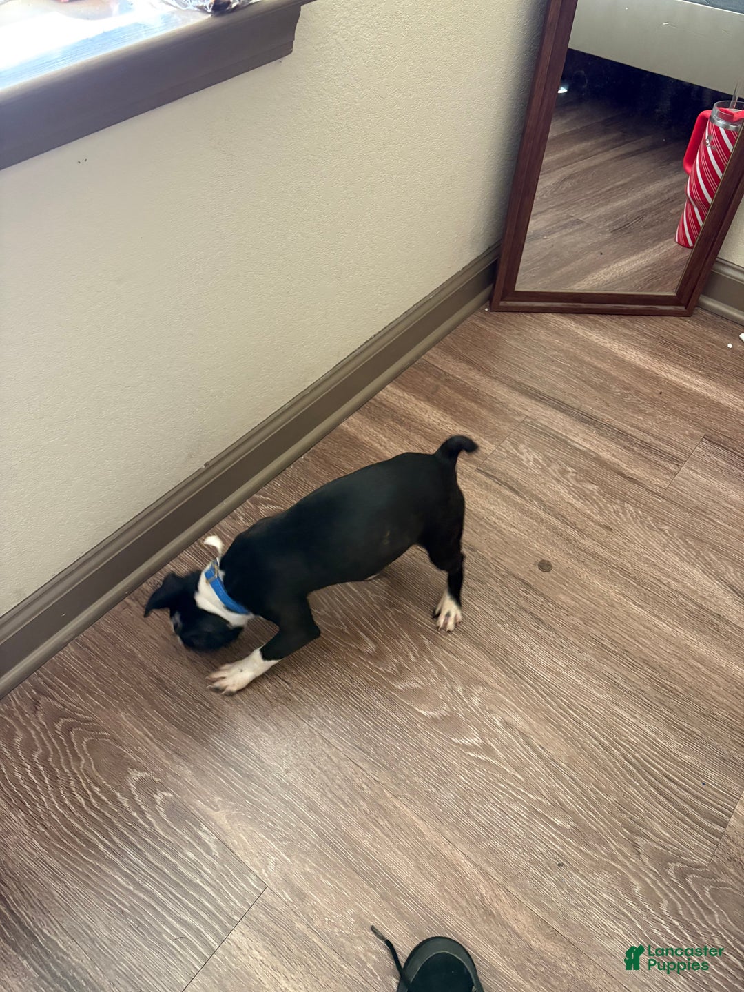 Boston Terrier dogs for sale: Boston Terrier Puppy 1 - Ad 7