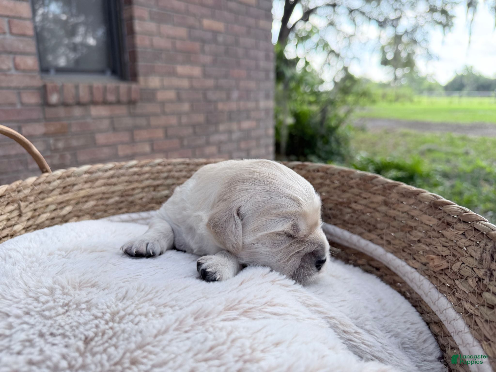 Golden Retriever dogs Bamboo of Avalon - Ad 1